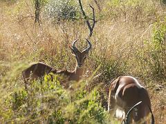 090517_Pilanesberg 018